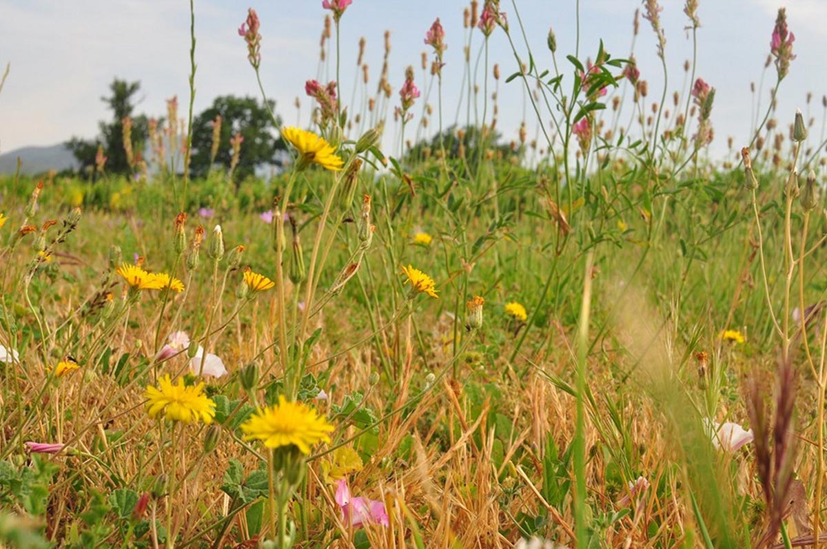 chateau-jonquieres-fleurs
